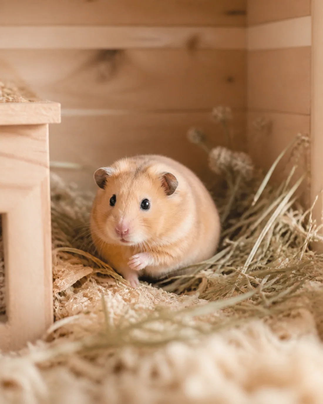 Samanların arasında duran küçük altın hamster